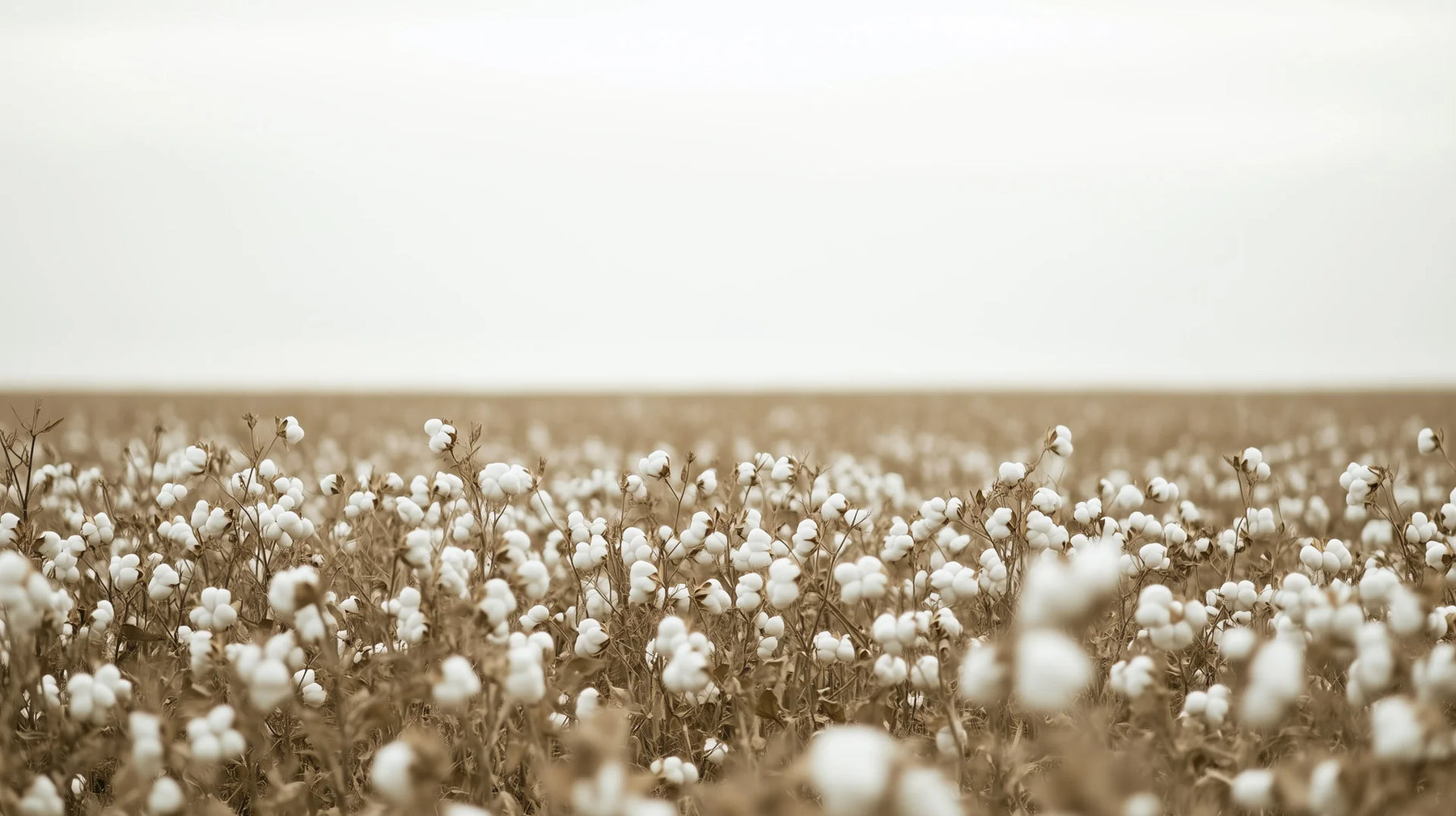 Field of cotton with a blurred background